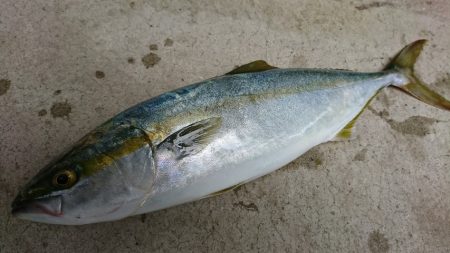 イワシを食っているハマチ