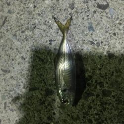 サバとファイト