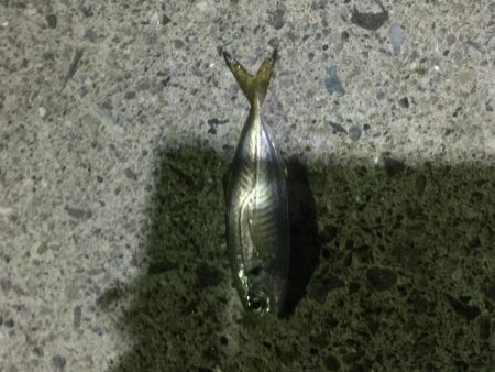 サバとファイト