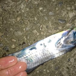 タチウオのウキ釣り