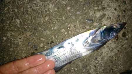 タチウオのウキ釣り