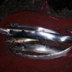 あたりがよくあった！太刀魚  鯖〜