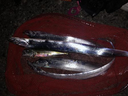 あたりがよくあった！太刀魚  鯖〜