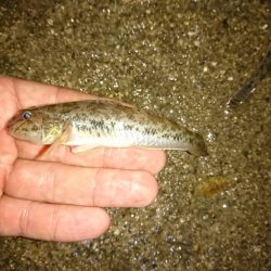 河口でぶっこみ釣り