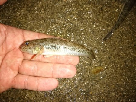 河口でぶっこみ釣り