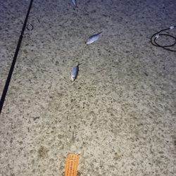 南蛮漬けサイズ豆アジ好釣