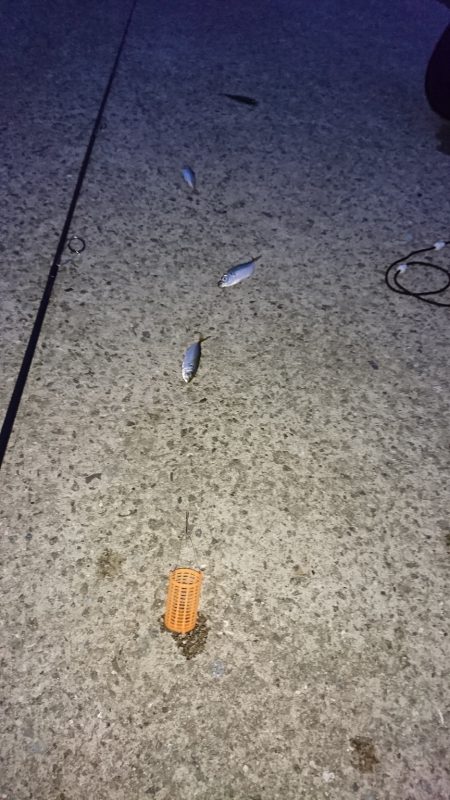 南蛮漬けサイズ豆アジ好釣