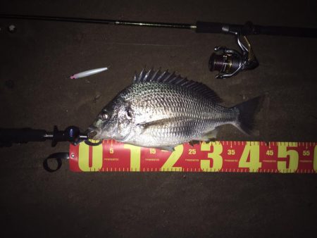 塚本橋下シーバスゲーム