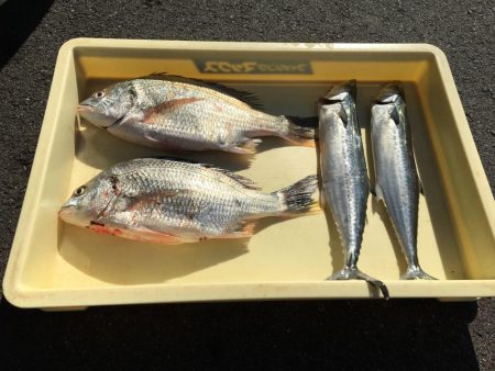 キビレ、サゴシ