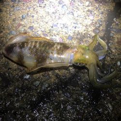 今シーズン初ヤエン