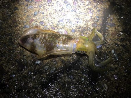 今シーズン初ヤエン