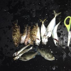 いろいろ釣れた