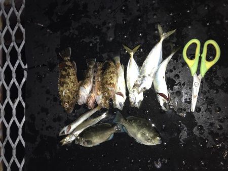 いろいろ釣れた