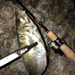 ナイトアジング