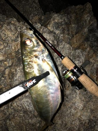 ナイトアジング