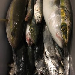 青物初心者でも♪