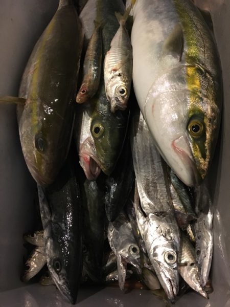 青物初心者でも♪