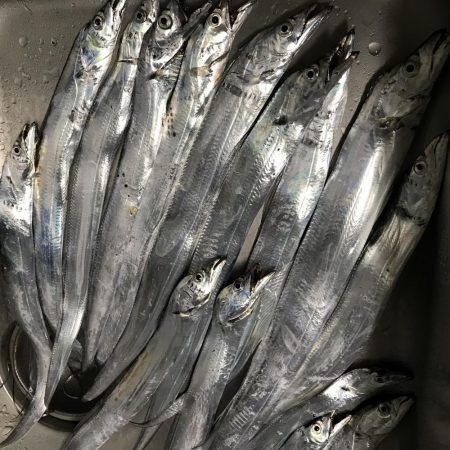 タチウオ ワインド