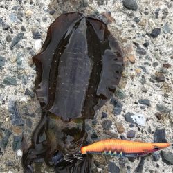 残暑厳しいエギング