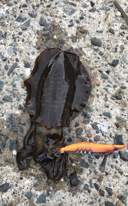 残暑厳しいエギング