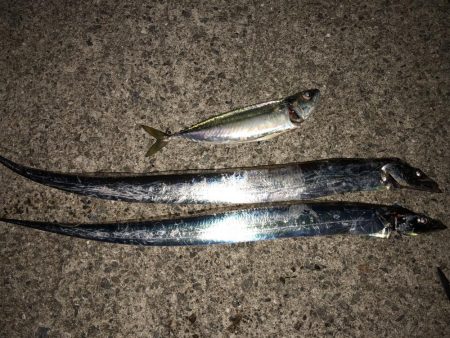 ルアーでタチウオ