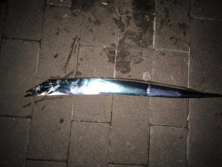 久しぶりの神戸渡船が吉