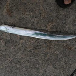 型は小さいが芦屋も開幕です。