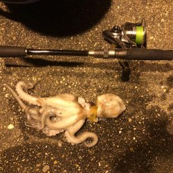 エギングのハズが