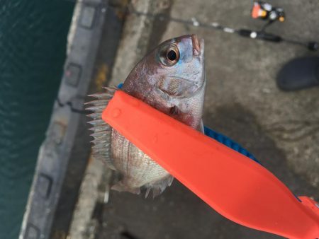 日中の鳴門釣行