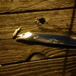 イカ調査のつもりが、、、