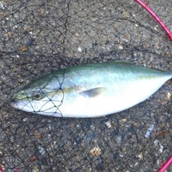 風が強かったです。