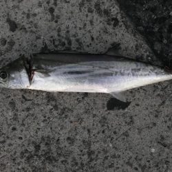 サゴシのじあい。