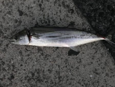 サゴシのじあい。