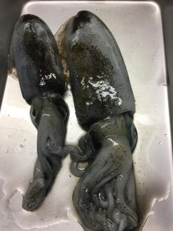 雨上がりエギング！