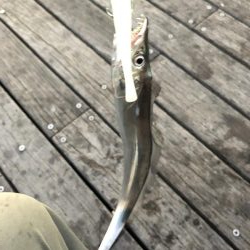 コスモスクエア台風前の太刀魚