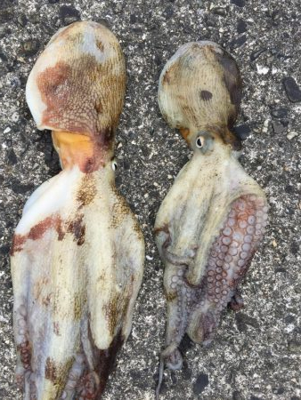 とにかくゲキシブ