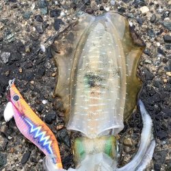秋烏賊エギング