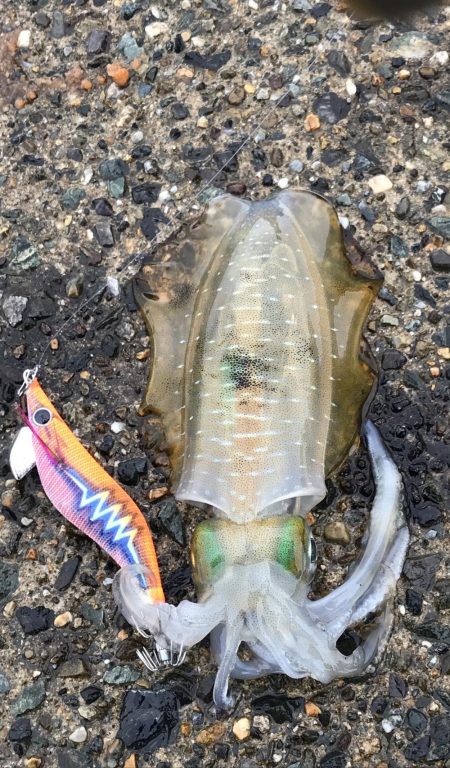 秋烏賊エギング