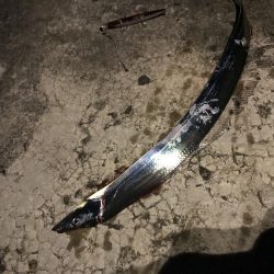 今年初シーバス