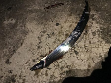 今年初シーバス