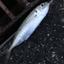 サビキ用で爆釣