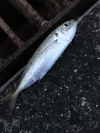 サビキ用で爆釣