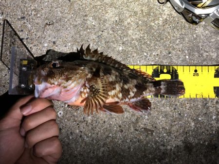 ロックフィッシュ