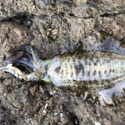 帰省釣行（津奈木町）