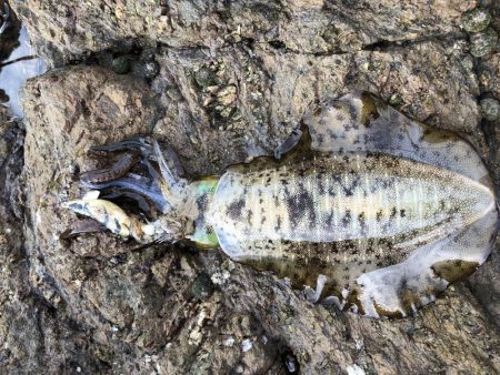 帰省釣行（津奈木町）