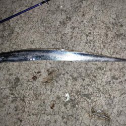 道の駅で初青物!