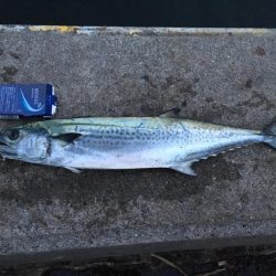 ファミリーフィッシングからの