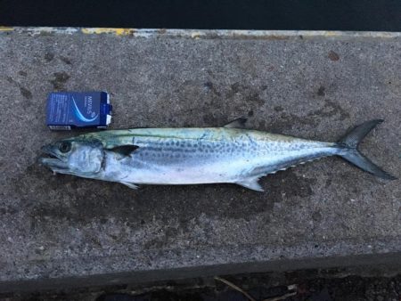 ファミリーフィッシングからの