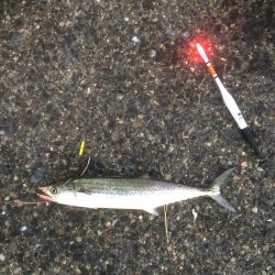 久々ファミリーフィッシング