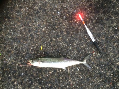 久々ファミリーフィッシング